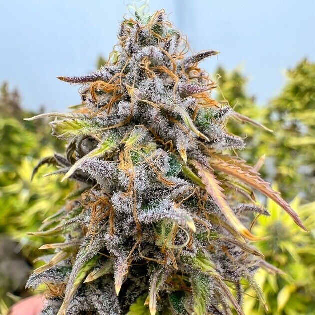 Cannabissamen Auto Kingston Punch für Indoor und Outdoor